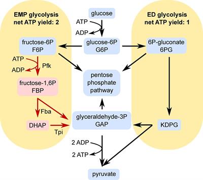 Expression of Phosphofructokinase Is Not Sufficient to Enable Embden-Meyerhof-Parnas Glycolysis in Zymomonas mobilis ZM4